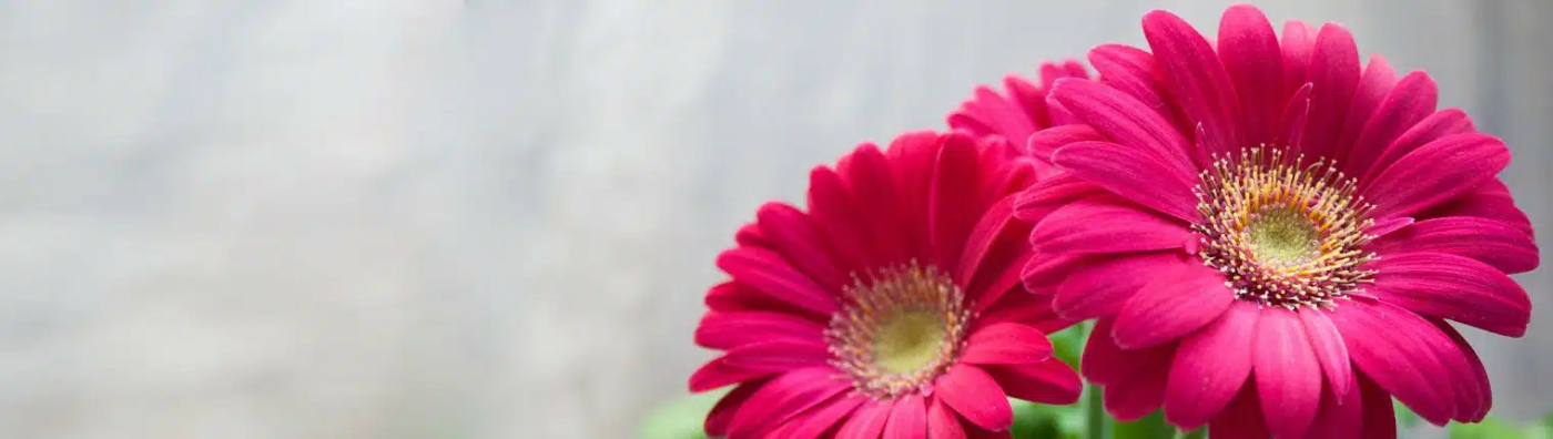 Enviar flores funerarias a Palma de Mallorca